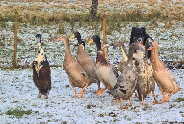 Hunden Bosco bakom ankor i vallhagen med Anita Natvik