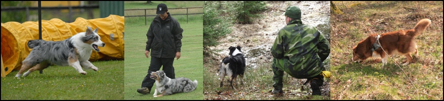 Australian shepherd som brukshund