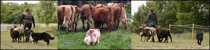Australian shepherd som vallhund