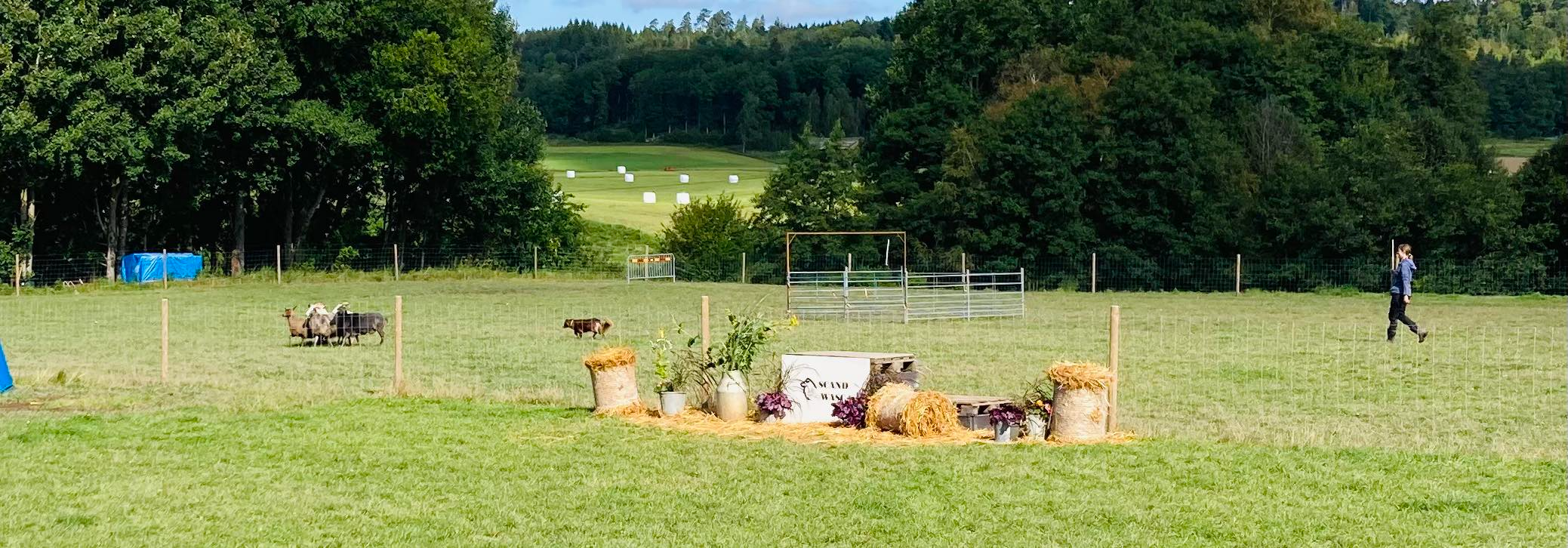 Emelie Mereniuys och Vega i med får i vallhagen