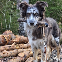 Sugarwind s Candy Crush - Malva Sugarwind s Candy Crush - Malva