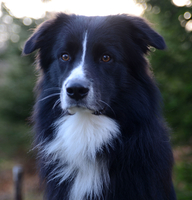 Nikkitorpets Brother Jack - Jack Nikkitorpets Brother Jack - Jack