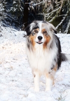 Mivinna's Beidomon - Dobby Mivinna's Beidomon - Dobby