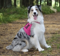 Lundens Bellagotto Angels Katla - Leah