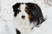 Missnutt's Diamond Rocky - Rocky
