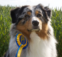 Missnutt´s Enjoyful Boogie - Boogie Missnutt´s Enjoyful Boogie - Boogie