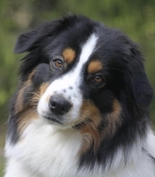 Chess Player Lady Madonna Chess Player Lady Madonna