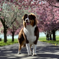 Roshems Dream Come True - Aisha Roshems Dream Come True - Aisha