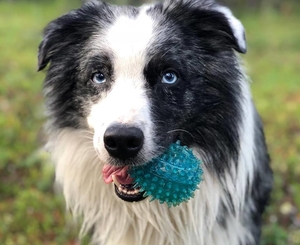 Ardiente Mal Pirata - Turbo