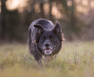 Carroll's Dark Angel - Beth