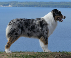 Östra Greda Hello Im Prada - Chloe