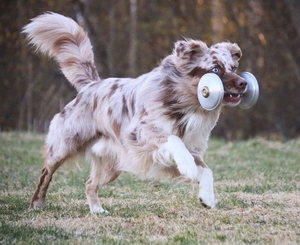 Windedos Matrix - Trix