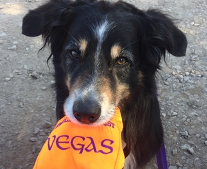 Sugarwind's A True Friend - Vegas