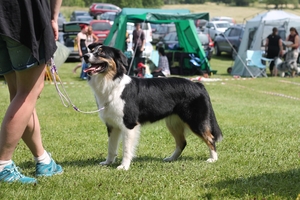 Rasspecialen 2015