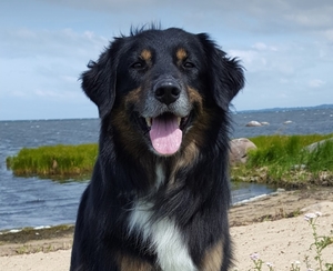 Windedos Drop Cookie - Frodo