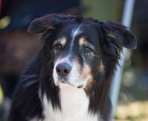 Sugarwind’s A True Friend