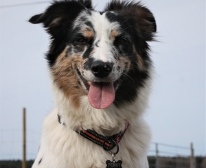 Stjernborgens Maya - Penny