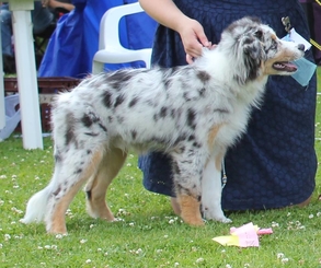 BIS-valp 4-6 Rasspecialen 2014