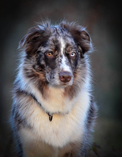 Tillyhills Noll Koll - Flippa