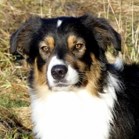 Chess Player Grafton - Toci