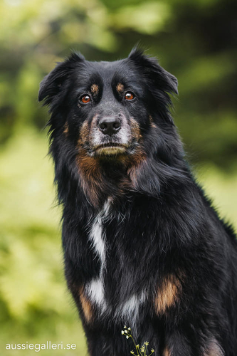 Chess Player Gypsy Swing  - Gypsy Chess Player Gypsy Swing  - Gypsy