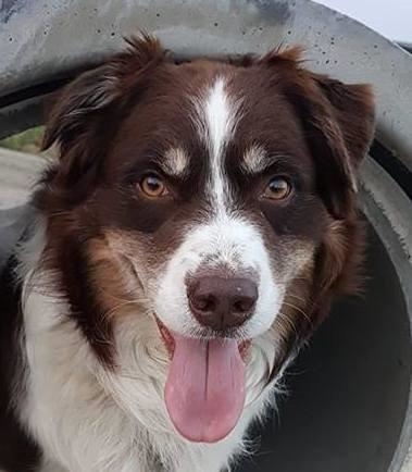 Chess Player Royal Coachman - Coach