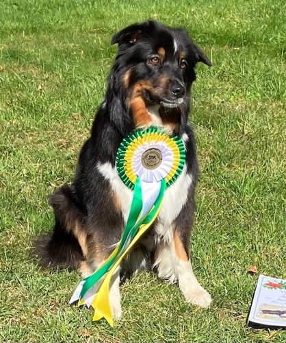 Chess Player Aqua Limone - Aqua