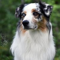 Chess Player Kangaroo Jack - Jack Chess Player Kangaroo Jack - Jack