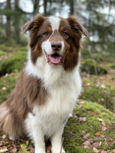 Onedis Dexter - Rudolf Onedis Dexter - Rudolf